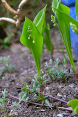 Fleurs de muguet en formation