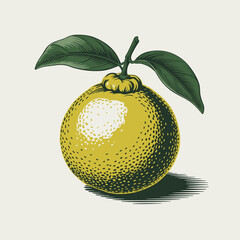 Yuzu Fruit with Leaves – Detailed Citrus Illustration