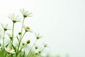Delicate white wildflowers against a pure white backdrop , gentle, flora