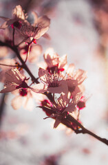 pink cherry blossom