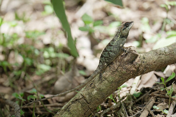 lizard on a tree trunk