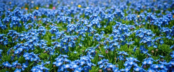 Wide springtime panorama of vibrant blue forget-me-nots in full bloom, landscape, wallpaper