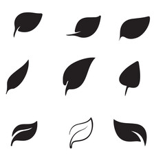 Fototapeta premium Leaf vector