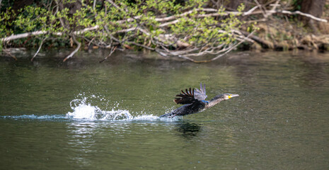 Kormoran