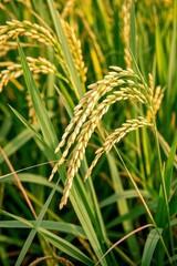 there are some green and yellow rice plants in a field