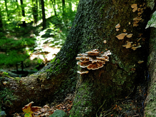 Mushroom huba Stereum hirsutum on a tree in the forest.