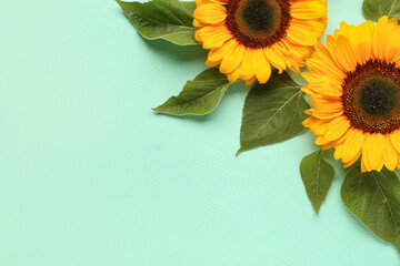 Beautiful sunflowers and leaves on turquoise background
