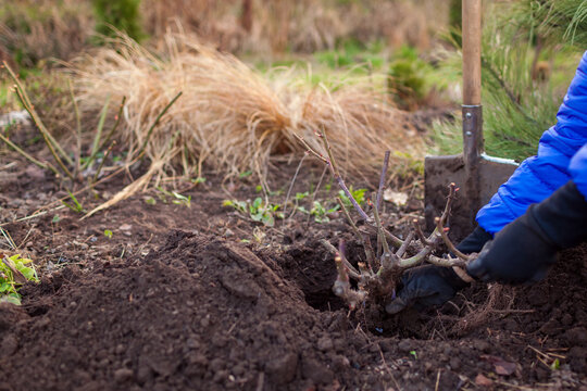 Gardener planting rose bush into soil in spring garden. Transplanting old shrub on flower border using shovel