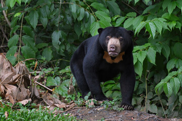 Malayan Sun Bear (Helarctos malayanus) in the nation park at Thailand.