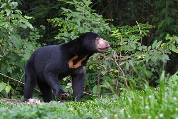 Malayan Sun Bear (Helarctos malayanus) in the nation park at Thailand.