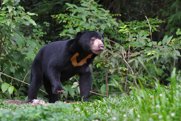 Malayan Sun Bear (Helarctos malayanus) in the nation park at Thailand.