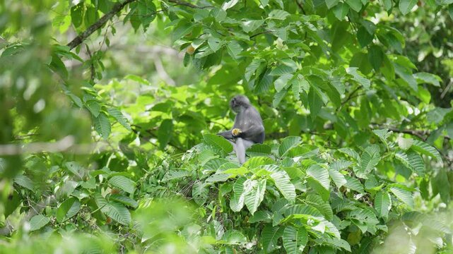 Dusky Langur (Trachypithecus obscurus) cute monkey on tree.