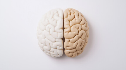 brain model split into two contrasting halves, one white and one beige, on white background