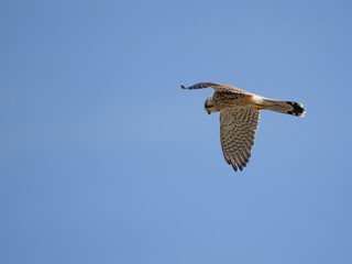 Falke
