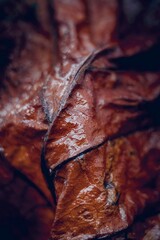 Close-up of a wet autumn leaf showing rich texture and earthy tones.