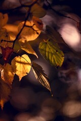 Golden autumn leaves glowing in backlight, with soft bokeh background.