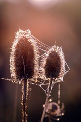 Dried thistle covered in spider webs, glowing in the morning sunlight.