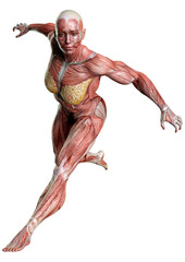 3D Rendering Female Anatomy Figure on White