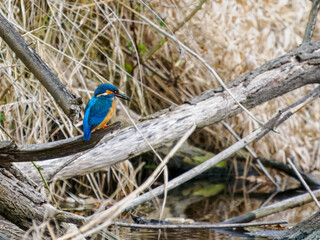 Eisvogel