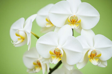 Obraz premium close up of a white flower on a green background