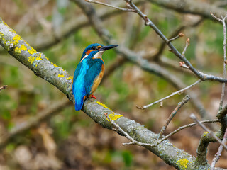 Eisvogel
