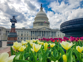 Yellow tulips in front of the Capitol Building in Washington, D.C. View of the dome under clouds.