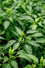 Obraz premium a close up of a green plant with a few green leaves