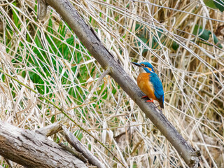 Eisvogel