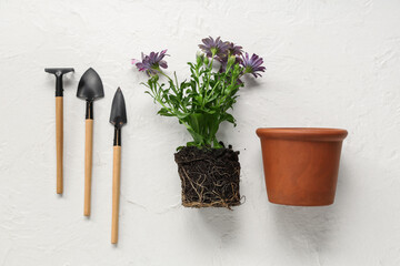 Transplanting blooming plant with gardening tools on white background. Top view