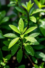 a close up of a plant with water droplets on it