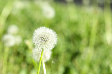 Blooming white dandelion flowers in green grass outdoors, closeup