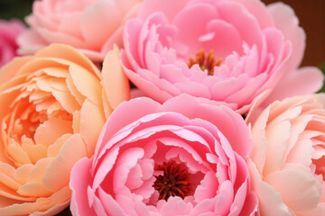 bunch of pink and yellow flowers with water droplets on them