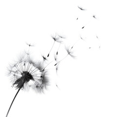 Dandelion seeds blowing gently in the wind, isolated PNG format, transparent background, high-resolution, suitable for stock image use --v 7.0