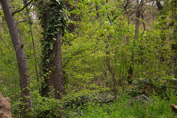 Obraz premium beautiful spring landscape in the park