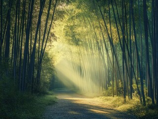 Fototapeta premium Path of Sunlight: A serene forest path is bathed in radiant sunlight, the golden rays filtering through the dense canopy of tall trees, creating an enchanting and tranquil scene of nature's beauty.