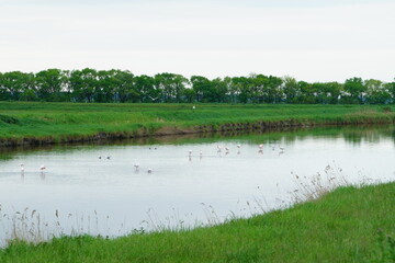 The Valli di Comacchio lie quietly between Emilia and Romagna (Italy)