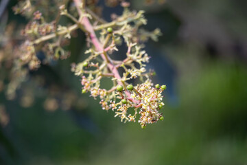 Close-up of mango flowers. The mango tree is filled with bunches of blossoms and tiny green mangoes...