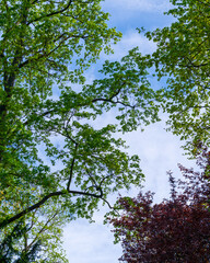 trees in the sky