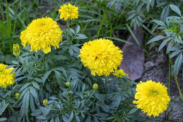 Beautiful marigold flowers in bloom in a garden (Tagetes erecta), also known as Aztec marigold, African marigold, and Mexican marigold.