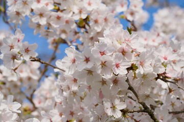 cherry blossom on a tree close-up