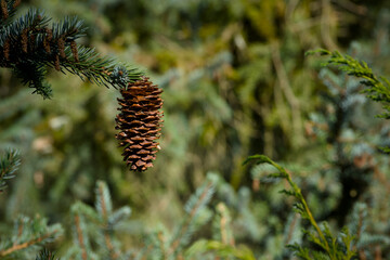 cone on a green spruce twig close-up