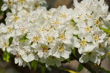 apple blossom on a tree branch close-up