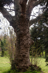 photo tree in the park