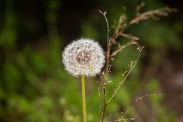 dandelion on a green background