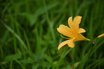 hemerocallis, famous yellow flower of Nikko, Tochigi, Japan