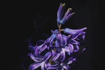 Purple hyacinth flower isolated against a black background with dramatic lighting.