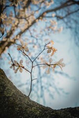 White magnolia blossoms growing on a tree branch, set against a springtime sky.