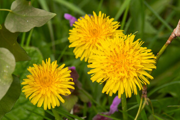 yellow dandelion on green background