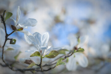 White magnolia flower in soft morning light with blue sky in background.