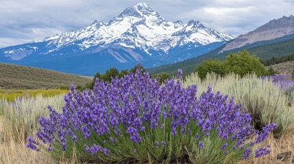 Obraz premium A field of blooming lavender flowers is shown in close proximity with mountains visible in the background